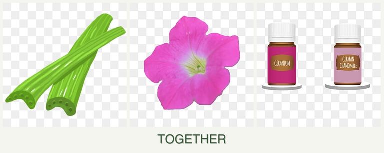 Can you plant celery, petunias and geraniums together?