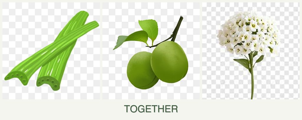 Can you plant celery, plums and alyssum together?