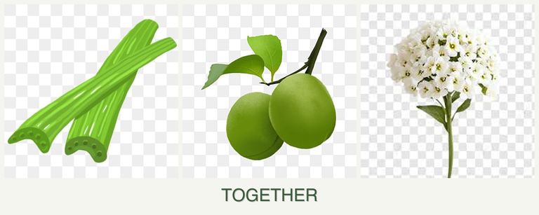 Can you plant celery, plums and alyssum together?