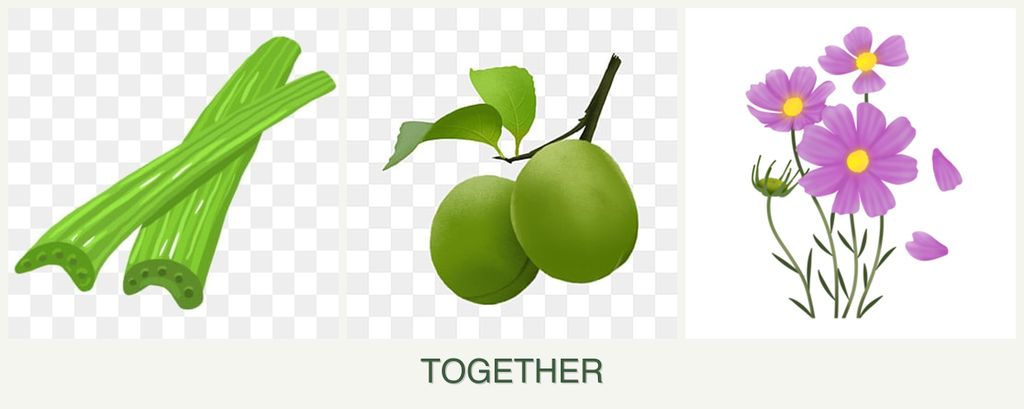 Can you plant celery, plums and cosmos together?