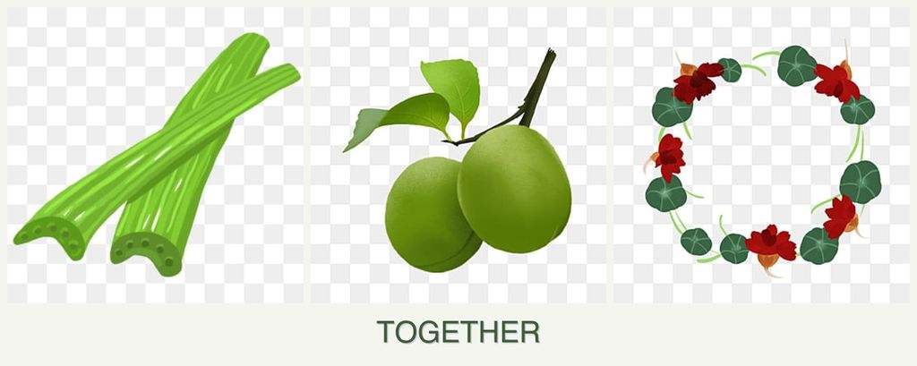 Can you plant celery, plums and nasturtiums together?