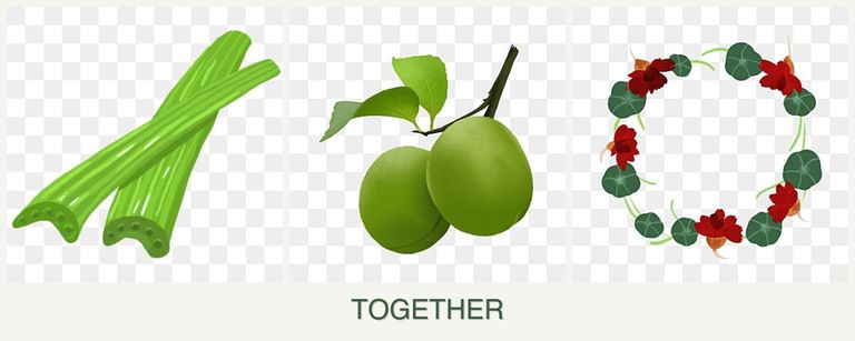 Can you plant celery, plums and nasturtiums together?
