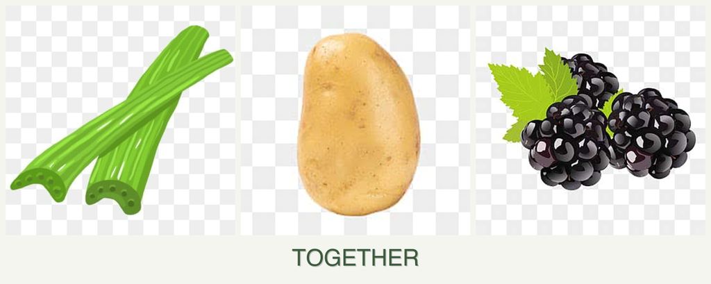 Can you plant celery, potatoes and blackberries together?