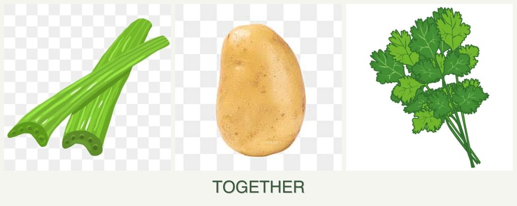 Can you plant celery, potatoes and cilantro together?