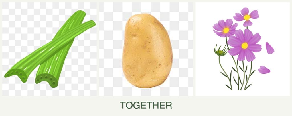 Can you plant celery, potatoes and cosmos together?