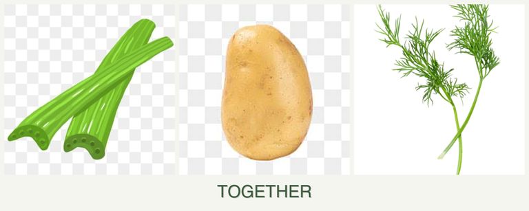 Can you plant celery, potatoes and dill together?