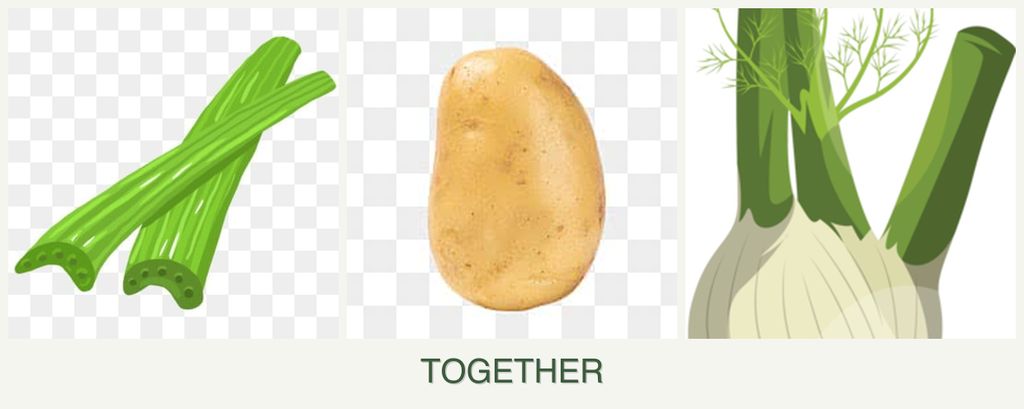 Can you plant celery, potatoes and fennel together?