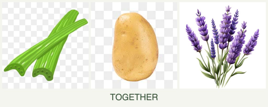 Can you plant celery, potatoes and lavender together?
