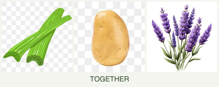 Can you plant celery, potatoes and lavender together?