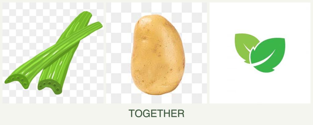 Can you plant celery, potatoes and mint together?