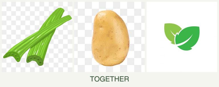 Can you plant celery, potatoes and mint together?