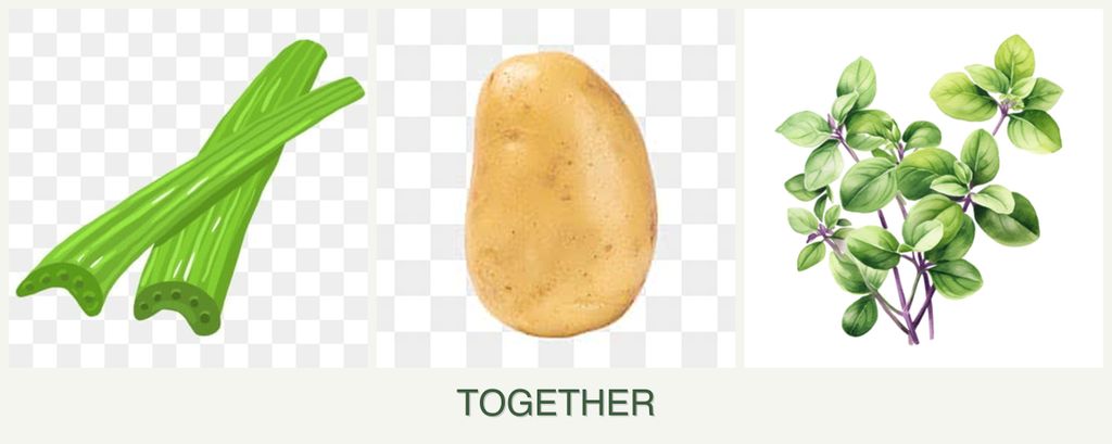 Can you plant celery, potatoes and oregano together?