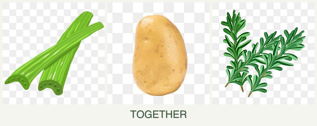 Can you plant celery, potatoes and rosemary together?