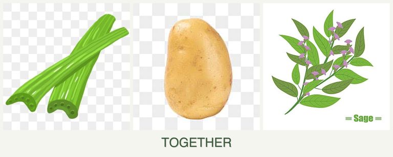 Can you plant celery, potatoes and sage together?