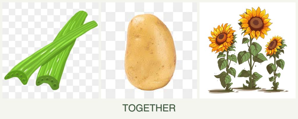 Can you plant celery, potatoes and sunflowers together?