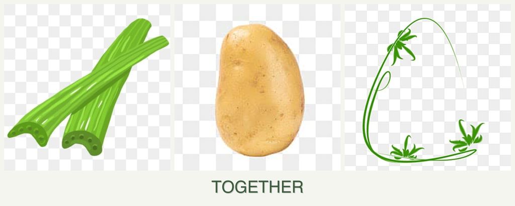 Can you plant celery, potatoes and tarragon together?