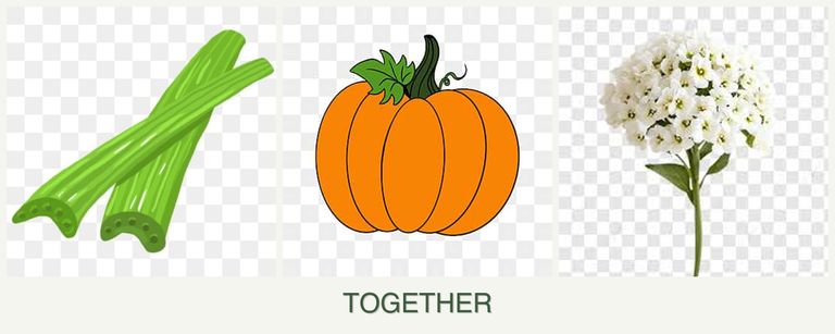Can you plant celery, pumpkin and alyssum together?