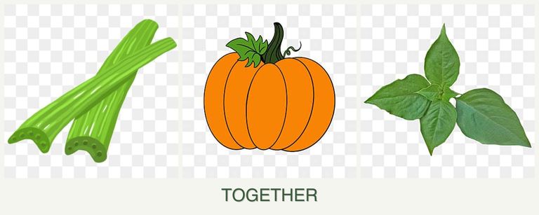 Can you plant celery, pumpkin and basil together?