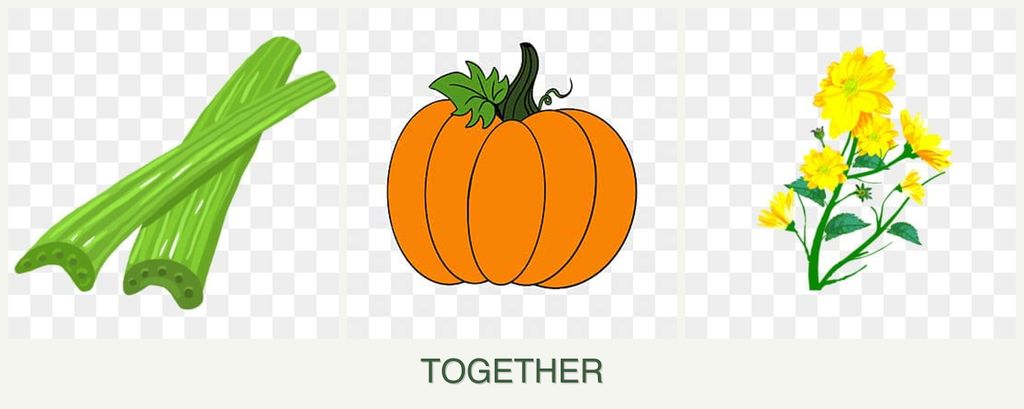Can you plant celery, pumpkin and calendula together?