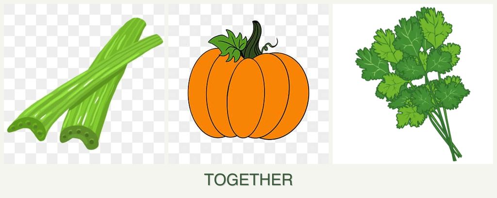 Can you plant celery, pumpkin and cilantro together?