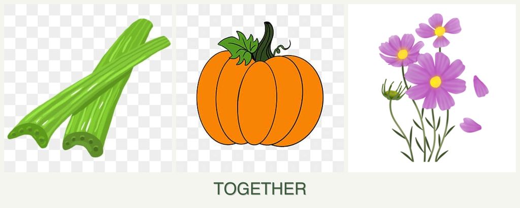 Can you plant celery, pumpkin and cosmos together?