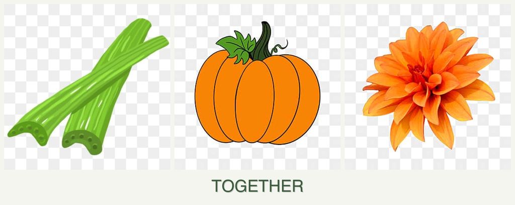 Can you plant celery, pumpkin and dahlias together?