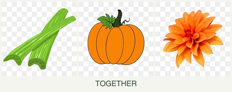 Can you plant celery, pumpkin and dahlias together?