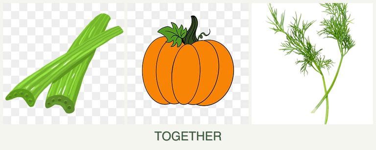 Can you plant celery, pumpkin and dill together?