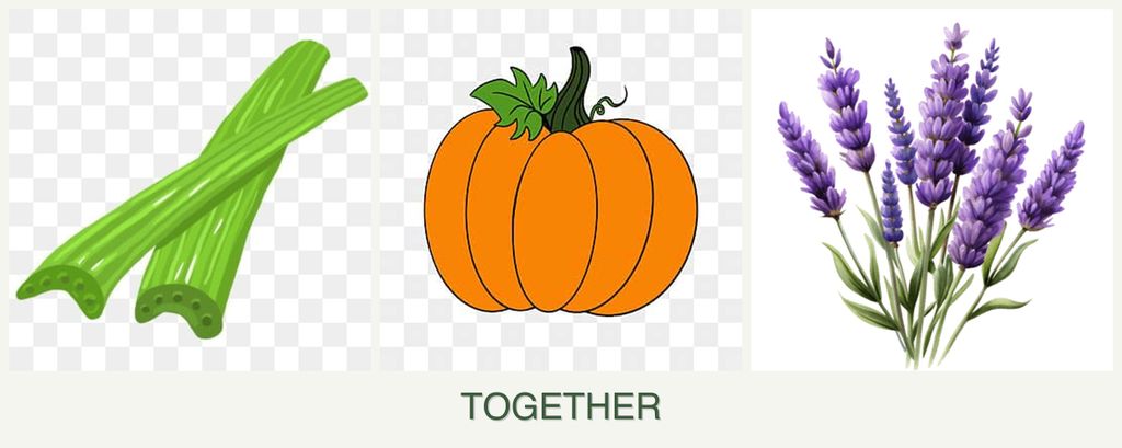 Can you plant celery, pumpkin and lavender together?