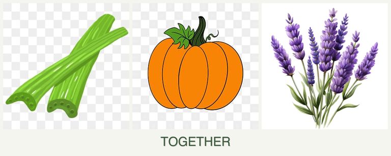 Can you plant celery, pumpkin and lavender together?