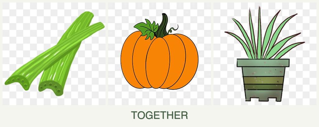 Can you plant celery, pumpkin and lemongrass together?