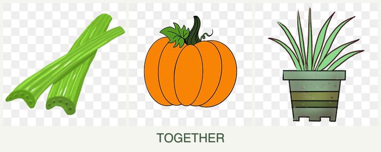 Can you plant celery, pumpkin and lemongrass together?