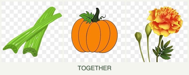 Can you plant celery, pumpkin and marigolds together?