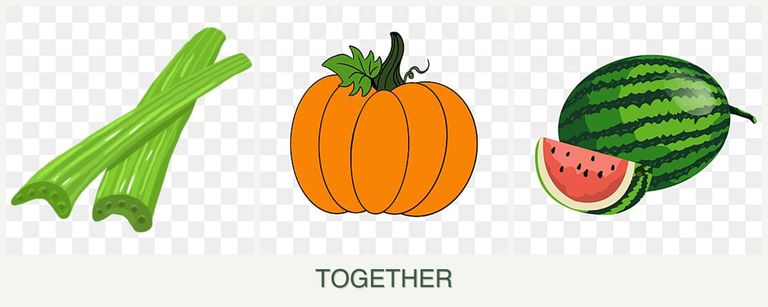 Can you plant celery, pumpkin and melons together?