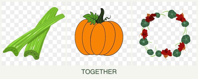 Can you plant celery, pumpkin and nasturtiums together?