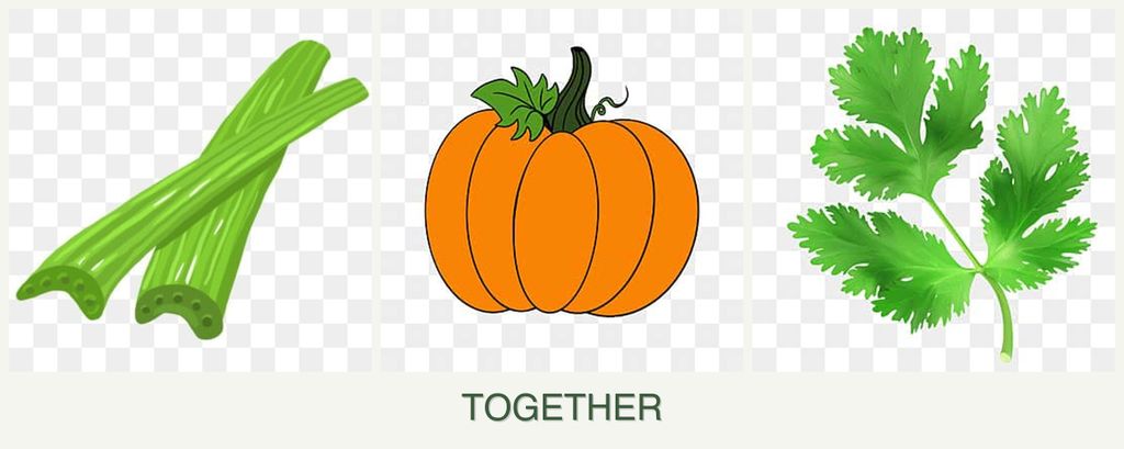Can you plant celery, pumpkin and parsley together?