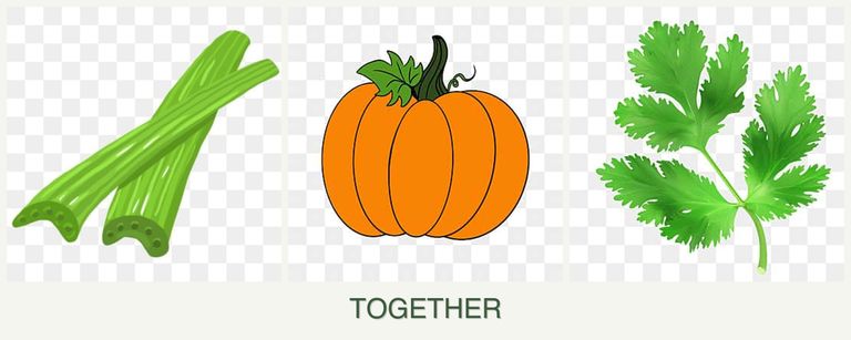 Can you plant celery, pumpkin and parsley together?