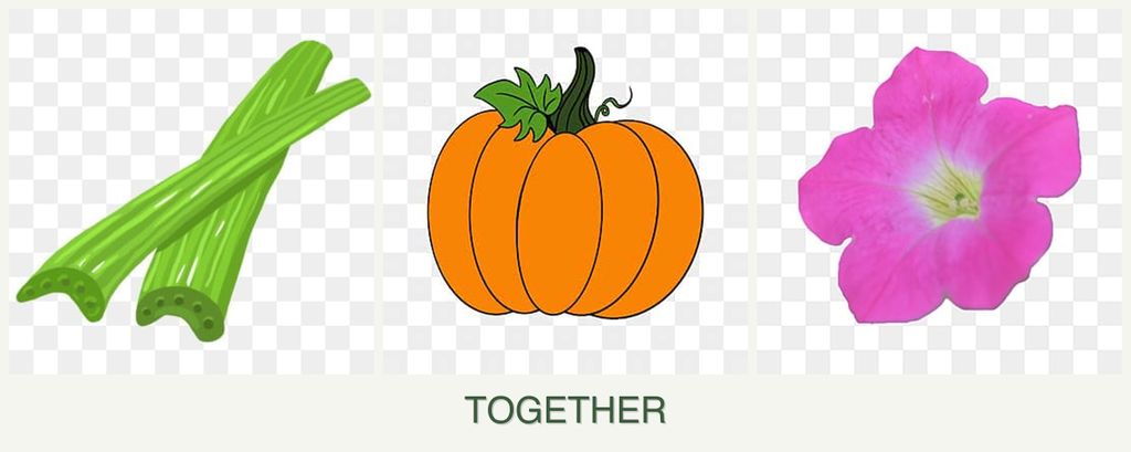 Can you plant celery, pumpkin and petunias together?