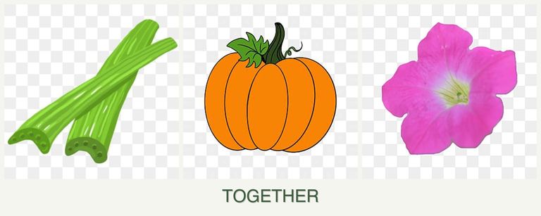Can you plant celery, pumpkin and petunias together?