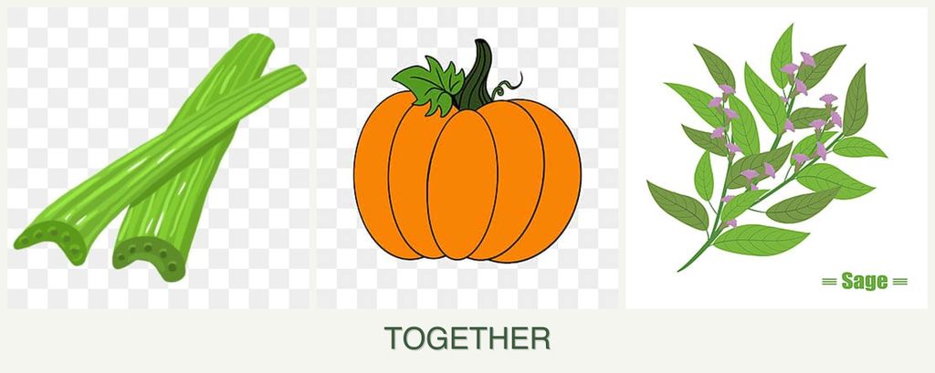 Can you plant celery, pumpkin and sage together?