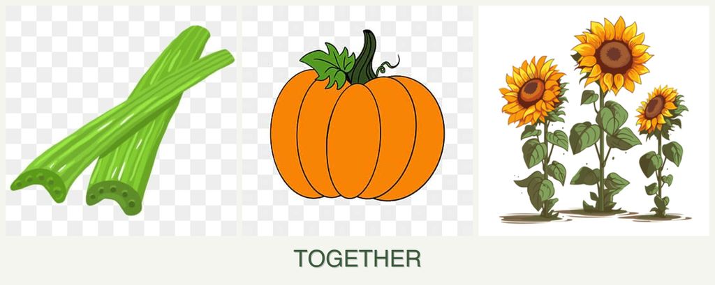 Can you plant celery, pumpkin and sunflowers together?