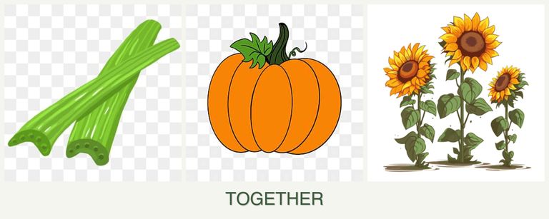 Can you plant celery, pumpkin and sunflowers together?