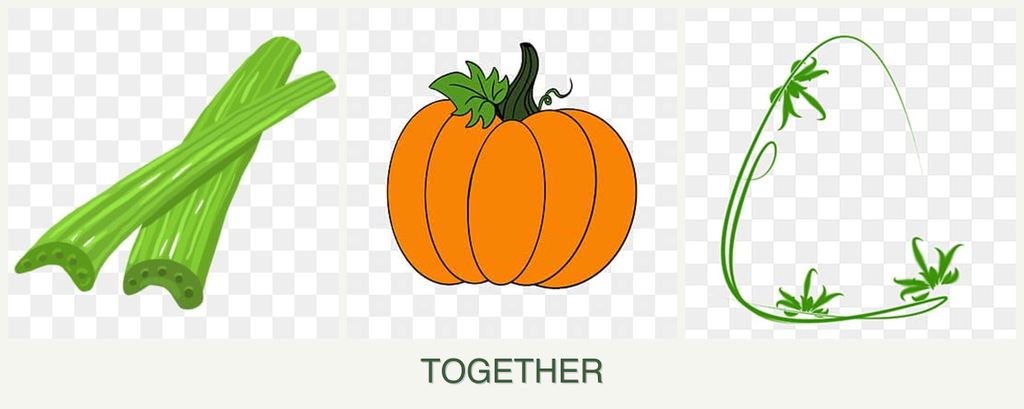 Can you plant celery, pumpkin and tarragon together?