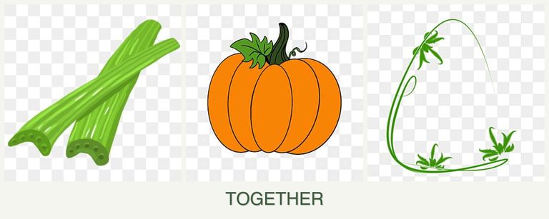 Can you plant celery, pumpkin and tarragon together?
