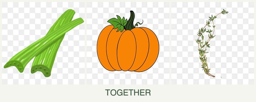 Can you plant celery, pumpkin and thyme together?