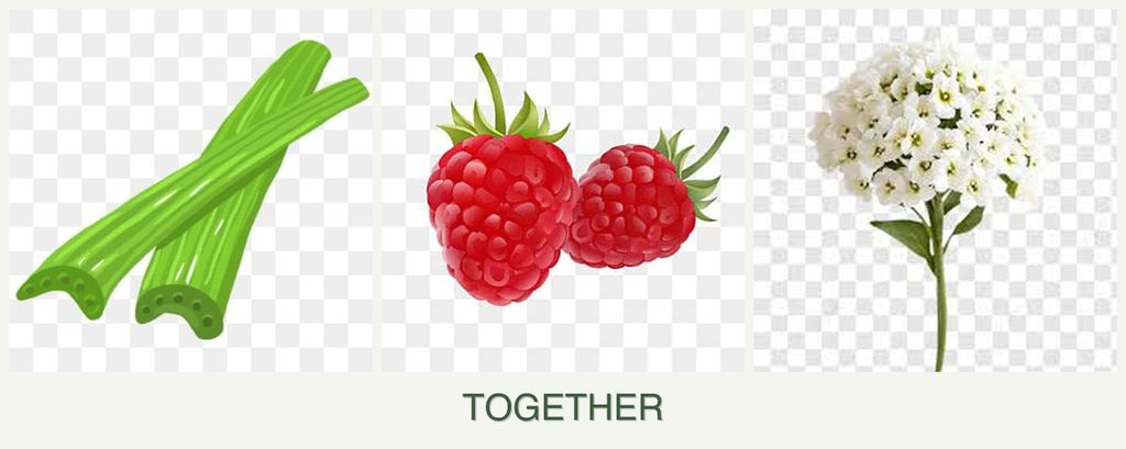 Can you plant celery, raspberries and alyssum together?