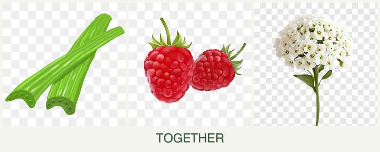 Can you plant celery, raspberries and alyssum together?