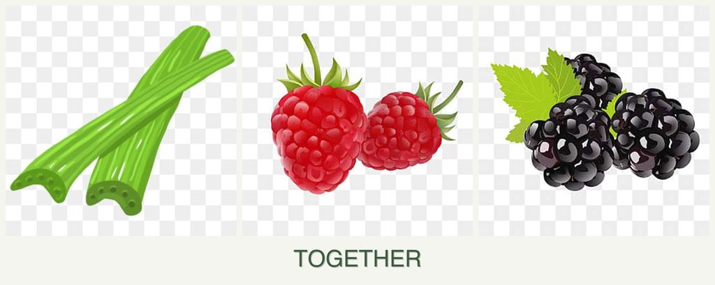 Can you plant celery, raspberries and blackberries together?
