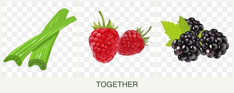 Can you plant celery, raspberries and blackberries together?