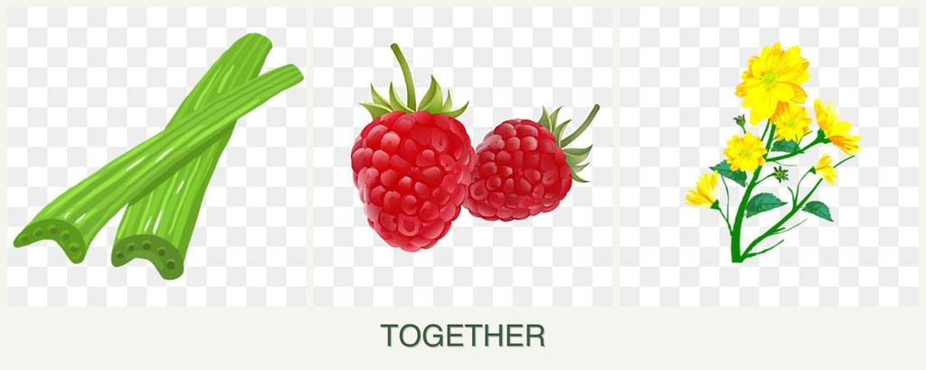 Can you plant celery, raspberries and calendula together?